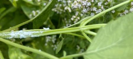 Deze moet u kennen: de ingevoerde waskever, een nieuwe tuinplaag