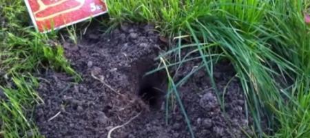 De veldmuis tast de wortels van planten aan. Houd hem tegen voordat het te laat is