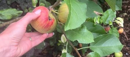 Wormen in appels: oorzaken, preventie en effectieve bescherming van appelbomen