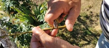 Hoe ent je een abrikozenboom onder de schors? Ján Vigoda demonstreerde de werkwijze ter plekke in de tuin