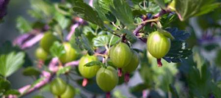 Hoe je kruisbes kweekt: aanplanten, snoeien, bemesten en bescherming tegen echte meeldauw