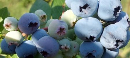 Bosbessen kweken: dankzij deze tips kunt u er de hele zomer van plukken
