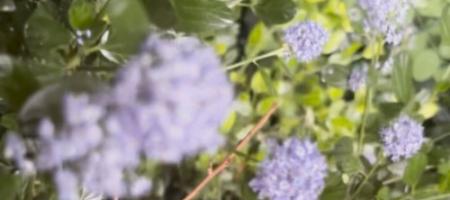 Californische organo in een Slowaakse tuin. Hoe kweek je een ceanot?