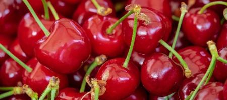 Hoe kun je fruitbomen beschermen tegen de kersenboorder bij kersen- en zuurkersenbomen?