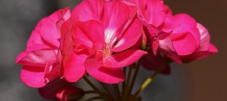 Hoe kweek je geraniums en hoe verwijder je ongedierte?